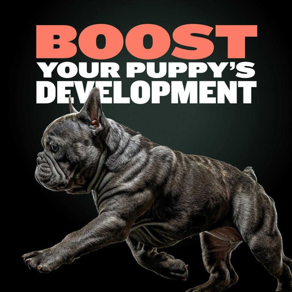 Puppy Training & Muscle Support Duo Power Tabs & Beef Soft Treats X9851