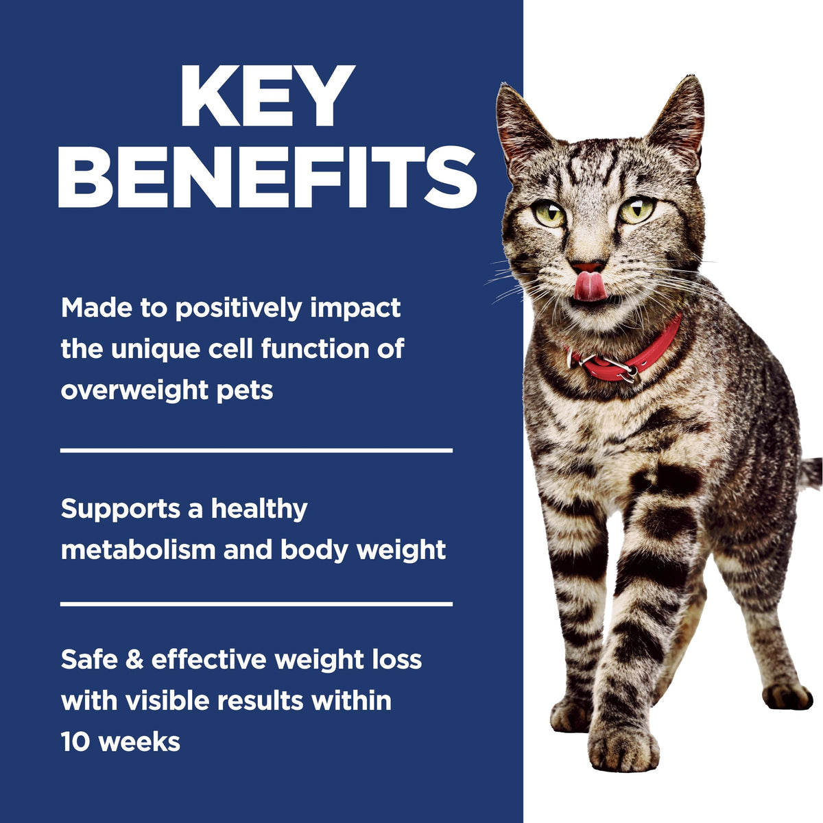 Adult Perfect Weight Dry Cat Food I685691