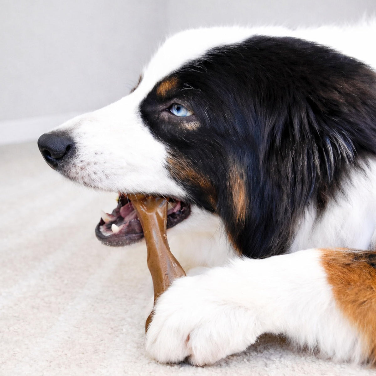 Dog Chew Toy M70096